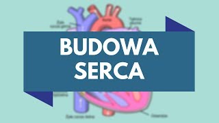 Budowa serca • Atlas przyrodniczy Akademii Białego Fartucha