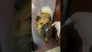 Remi absolutely adores his bubbles.😅🥰#pomeranian #shorts #puppylove #boop