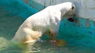 シロクマの心臓マッサージ講座（Heart Massaging Polar Bear）