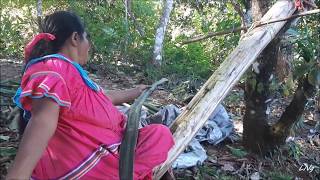 Así se procesa la hoja de PITA (Kika kä) para confeccionar bolsas (Kra)en la comarca Ngäbe