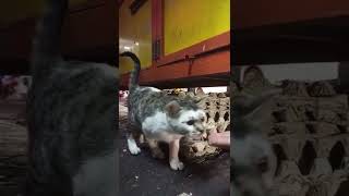 eh ketemu lagi sama sikucing yg mau di bawa pulang //#catslover