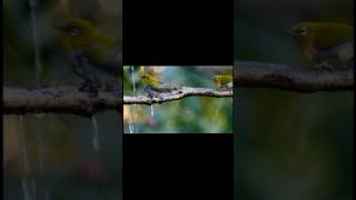 burung burung kecil sedang mandi