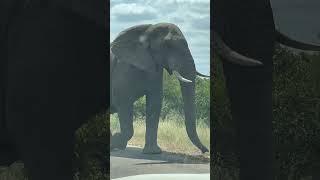 Gentle giant lets us pass unchallenged.#krugernationalpark