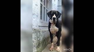 Great dane - the gentle gaints of the dog world//great dane great dane dog great dane kennel