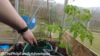 GROWING IN A 6 FOOT GREENHOUSE , PLANTING RUNNER BEANS AND USING HALOS FOR THE TOMATOES VLOG 39