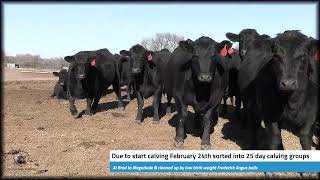 Breithaupt Bred Heifers