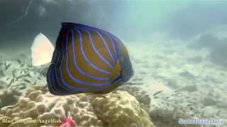 Blue Ringend Angelfish