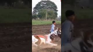 ha tari mojj haa /kathiyawadi horse #shorts #horse #viral #subscribe #trending