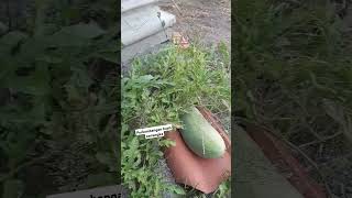 Perkembangan 2 buah semangka #semangka #shorts #shortvideos #short