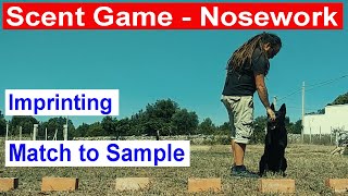 #5 Scent Game, Nosework. Imprinting dell'odore e Match to Sample