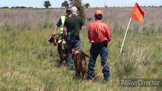 SIR WALTER CHRONICLES BIRD HUNTING