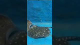 Stingray #ytshorts#seaworld#shortsvideo