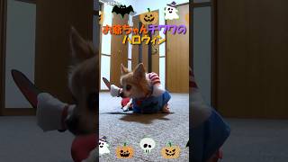 お爺ちゃんチワワのハロウィン【うちのわんこ】 #shorts #うちのわんこ #チワワ