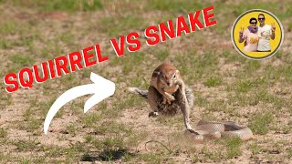 Squirrel VS Snake - Kgalagadi Transfrontier Park