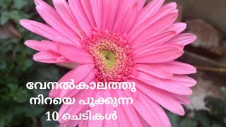 Top 10 Summer flowering Plants | വേനൽകാലത്ത്‌  നിറഞ്ഞു പൂക്കുന്ന 10 ചെടികൾ