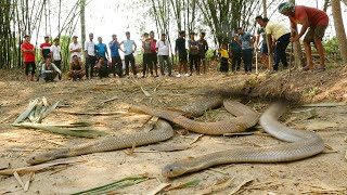 देखें जहरीले सांपों से भरे बिल में हाथ डालते हैं क्या हुआ,असाधारण।3 Big Monocled cobra mating