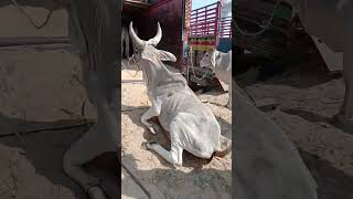 Crazy Cow, Wait for end 😱😱