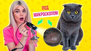 СМОТРЮ НА КОШКУ ПОД МИКРОСКОПОМ | КОШЕЧКА БАТТЕРС ПОД МИКРОСКОПОМ