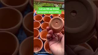 SUCCULENTS in terracotta pots #short #satisfying #succulents