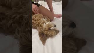 Артур и новый наш друг #reels #shorts #cute #babydog