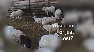 Lambing diaries: Someone claim these babies! … vlog 523