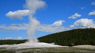 Just a bison walking by Old Faithful as the geyser erupts