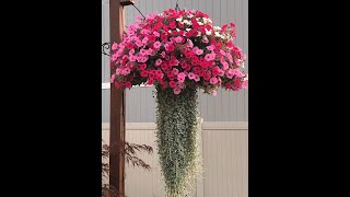 Jelly Fish hanging Basket 2019, 2020, 2021, 2022 and 2023