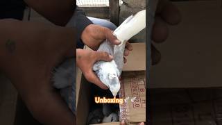 Unboxing 🕊️🕊️🕊️ #kabutar #birds #animallover # birdslover