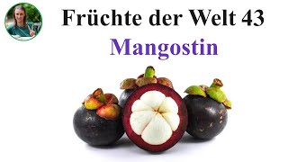 Früchte der Welt 43   Mangostin Pflanzliche Rohkost Fruchtkost Mangostan Mangostane und gelbe Drache