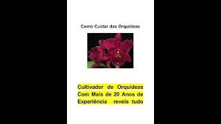 Como cuidar das orquideas