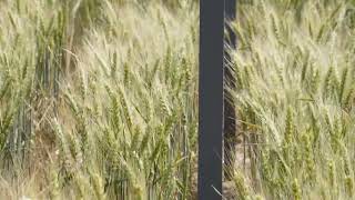 Hard Red Winter Wheat Varieties-Lind-Clark Neely