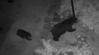 Mama Bear and 3 Cubs Caught on Camera