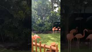 Belos Flamingos 🦩🦩🦩🦩🇺🇸#seaworld #orlando #florida #usa