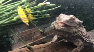 BEARDED DRAGON EATING DANDELIONS