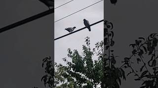 PIGEON DUO