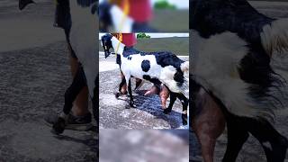 5 litre milk, production goat #goatfarming #viralshorts #viralreels #tranding #viral #shorts