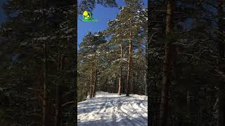 Videos from My Phone | A Beautiful Day in Winter Forest