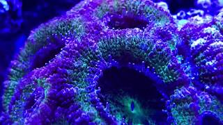 Micromussa Lordhowensis "Acan Lord"