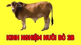 Kinh Nghiệm và Kĩ Thuật Cơ Bản Để Nuôi Bò 3b Hiệu Quả