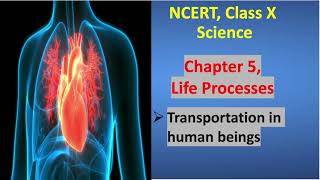 Class 10, Science, Chapter 5 - Life Processes- Part 6 | TRANSPORTATION IN HUMAN BEINGS