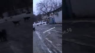 Дорогу в детский сад астраханцам преграждает стая бродячих собак