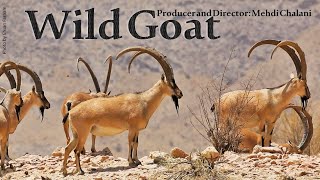 Wildlife of Iran: Wild Goat/ حیات وحش ایران: بزهای وحشی