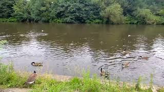 River Irwell at Uni of Salford 22/07/2023