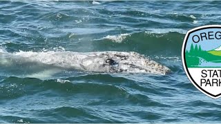 Whales, Waves and Wildlife Live from Depoe Bay, May 6th 2020