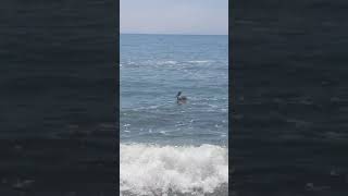 Brown Pelicans released In Southern California