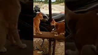 cat's funny video